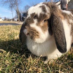 Meet your Posher, Allie